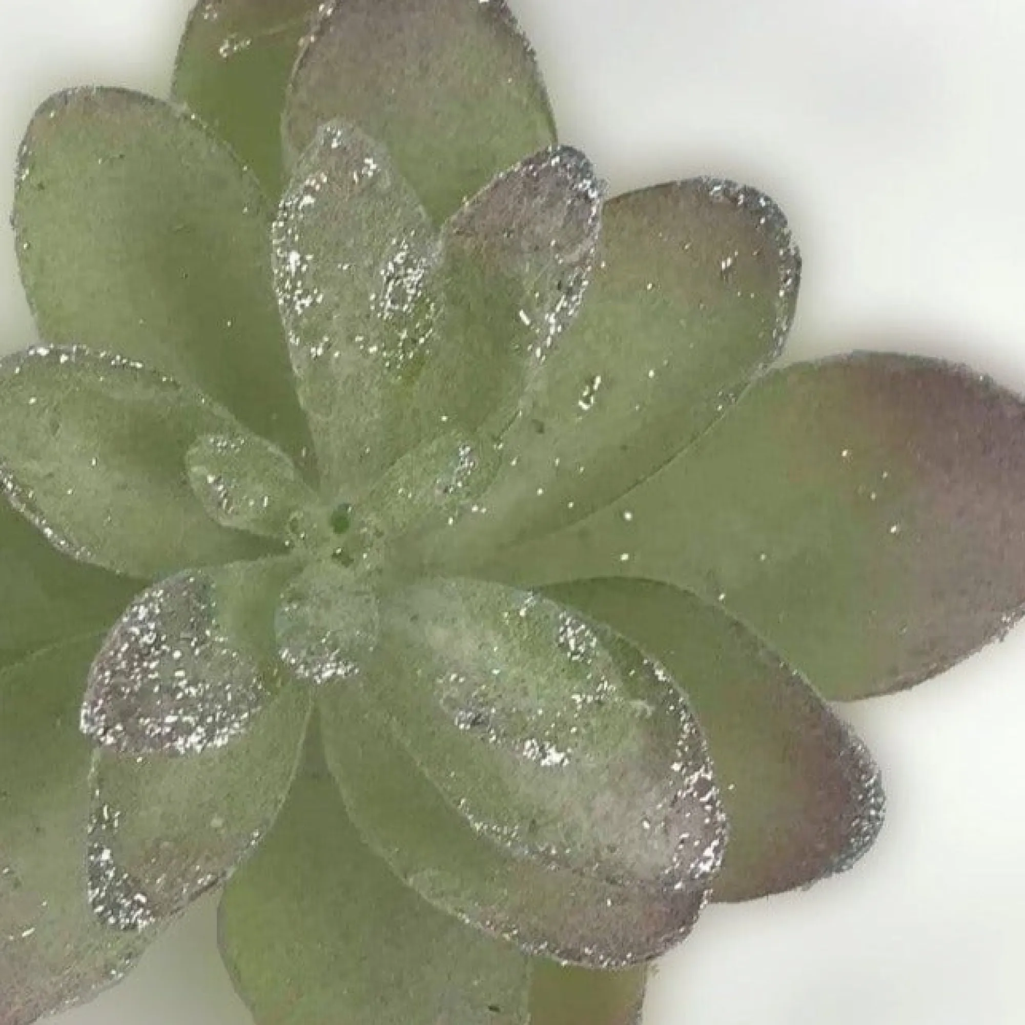 Pick & Berries>Christmas World Cactus Succulent Clip Green/Silver Sml