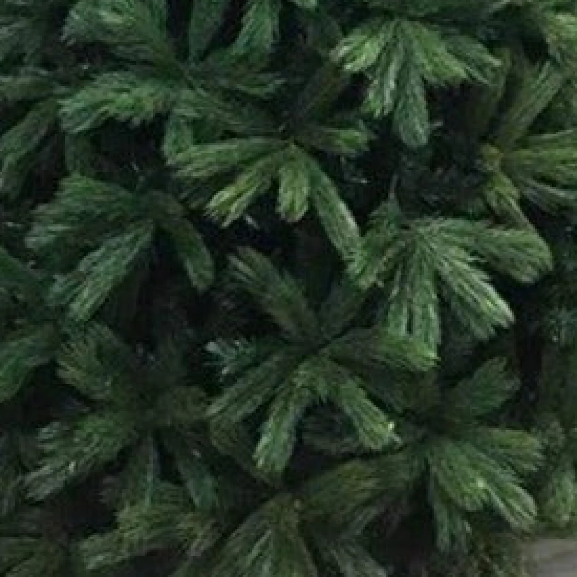 Artificial Trees>Christmas World Fir Christmas Tree 8Ft (2.4M)